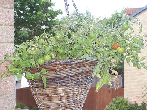 tomato hanging basket