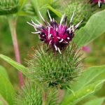 burdock