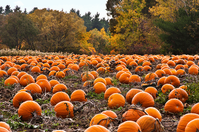 pumpkin-patch